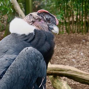 Andean Condor (Vultur gryphus)