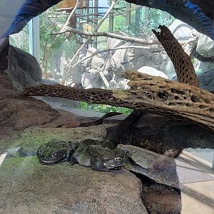 Aug. 2022 - The Desert - Colorado River Toad Exhibit (Kookaburra Behind)