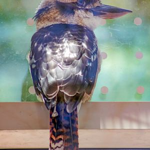 Aug. 2022 - The Desert - Laughing Kookaburra