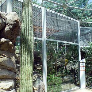 Aug. 2022 - The Desert - Laughing Kookaburra + Blue-faced Honeyeater Exhibit