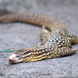 Aug. 2022 - The Desert - Spiny-tailed Monitor