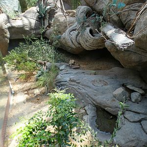 Aug. 2022 - The Desert - Spiny-tailed Monitor, Blue-tonged Skink, Hosmer’s Skink Exhibit