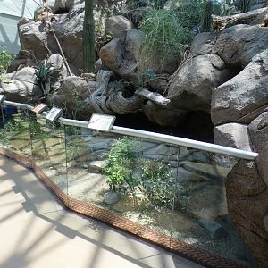 Aug. 2022 - The Desert - Spiny-tailed Monitor, Blue-tonged Skink, Hosmer’s Skink Exhibit