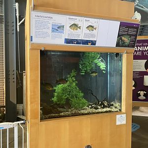 Wetlands - Pumpkinseed/Bluegill/Mudpuppy Tank