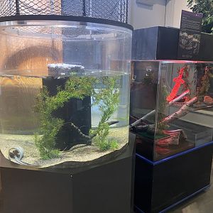 Critter Corner - Largescale Four-Eyed Fish/Violet Goby + Ball Python Exhibits