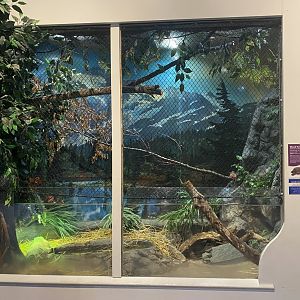 Critter Corner - Wood Turtle Exhibit