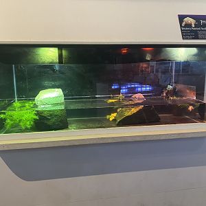 Critter Corner - Albino Western Painted Turtle Terrarium