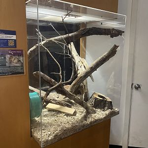 Critter Corner - Eastern Chipmunk Exhibit