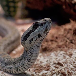 Armstrong's Dusky Rattlesnake (Crotalus armstrongi)