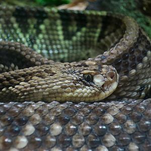Cascavel (Crotalus durissus terrificus)