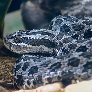 Eastern Massasauga (Sistrurus catenatus)
