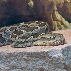 Querétaro Dusky Rattlesnake (Crotalus aquilus)