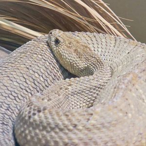 Aruba Island Rattlesnake (Crotalus unicolor)