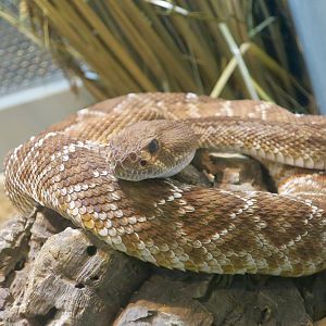 Red Diamond Rattlesnake (Crotalus ruber)