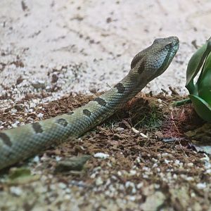 Tamaulipan Rock Rattlesnake (Crotalus morulus)
