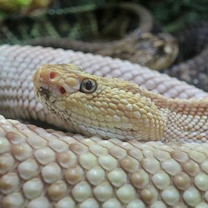 Venezuelan Rattlesnake (Crotalus durissus cumanensis)