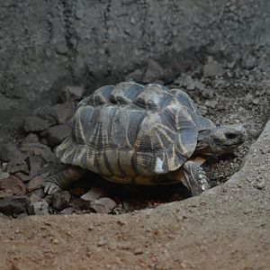 Dallas Zoo - Unsigned Tortoise