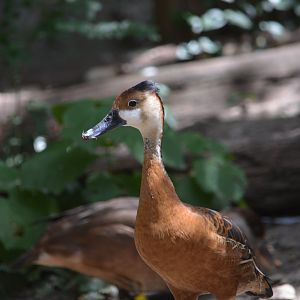Dallas Zoo - Unknown Whistling Duck