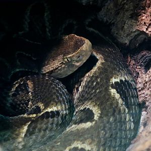 Brazilian Lancehead (Bothrops moojeni)