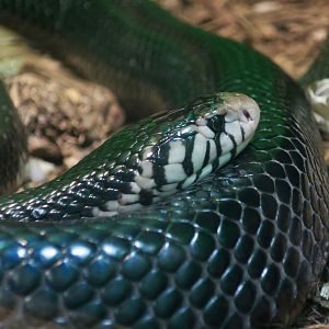 Forest Cobra (Naja melanoleuca)