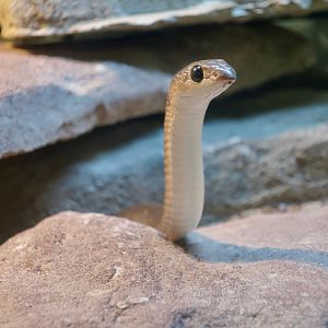 Rufous Beaked Snake (Rhamphiophis oxyrhynchus)