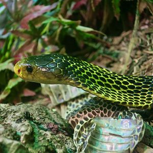 Samar Cobra (Naja samarensis)