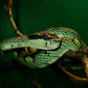 Sri Lankan Pit Viper (Craspedocephalus trigonocephalus)