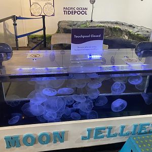 Critter Corner - Moon Jellyfish Touch Tank