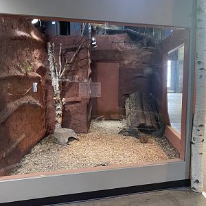 Saint Louis River - Striped Skunk Exhibit