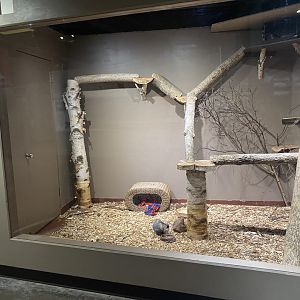 Saint Louis River - Virginia Opossum Exhibit