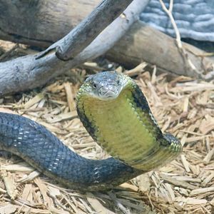 Chinese King Cobra (Ophiophagus hannah)