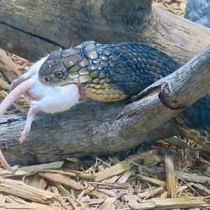 Chinese King Cobra (Ophiophagus hannah)