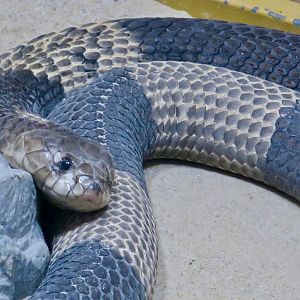 Snouted Cobra (Naja annulifera)