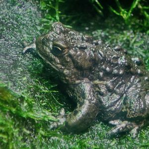 Boreal Toad (Anaxyrus boreas boreas)