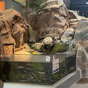 Baptism River - Coho Salmon/Brown Trout Tank
