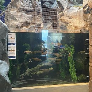 Baptism River - Brook Trout/Brown Trout Tank
