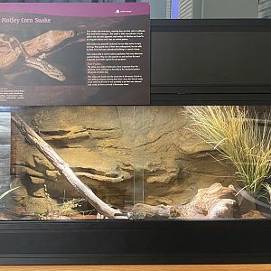 Saint Louis River - Anerythristic Motley Corn Snake Terrarium