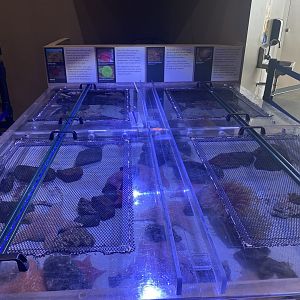 Origins - Tide Pool Touch Tank