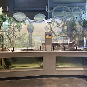 Origins - American Alligator Exhibit