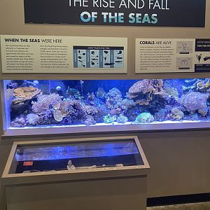 Origins - Coral Tank (Former Chambered Nautilus)