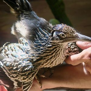 Greater Roadrunner (Geococcyx californianus)