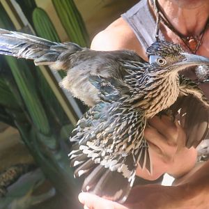 Greater Roadrunner (Geococcyx californianus)