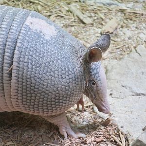 Nine-Banded Armadillo (Dasypus novemcinctus)