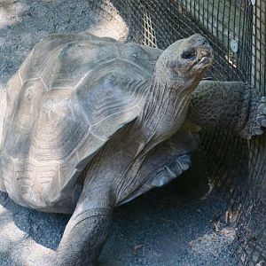 Galapagos Tortoise (Chelonoidis sp.)
