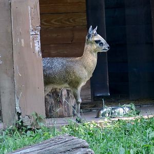 Klipspringer (Oreotragus oreotragus)
