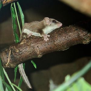 Feathertail Glider (Acrobates pygmaeus)