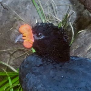 Wattled Curassow (Crax globulosa)