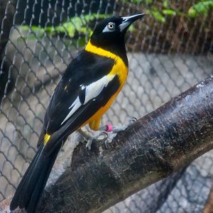 Venezuelan Troupial (Icterus icterus)