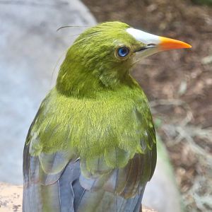 Green Oropendola (Psarocolius viridis)