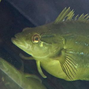 Giant Kelpfish (Heterostichus rostratus)
